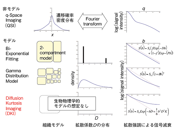 図1　非正規分布に従う拡散の解析方法の例