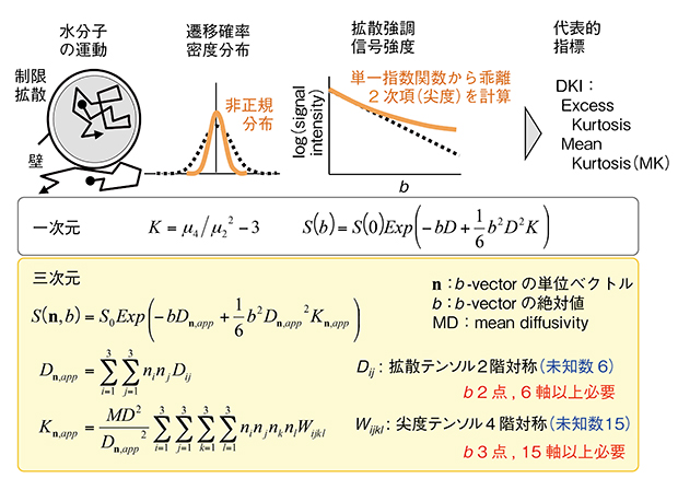 図2　Diffusion Kurtosis Imaging（DKI）の解析方法の原理