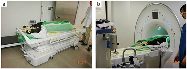 子牛のMRI検査